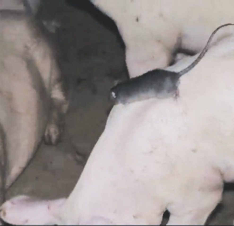 Prosciutto di Parma? “Uno su tre è danese” Report nella porcilaia: topi e martellate Prosciutto di Parma? “Uno su tre è danese” Report nella porcilaia: topi e martellate