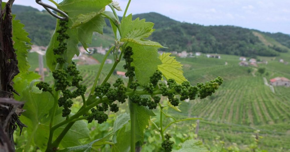 Il Veneto continua a disboscare per il prosecco Il Veneto continua a disboscare per il prosecco