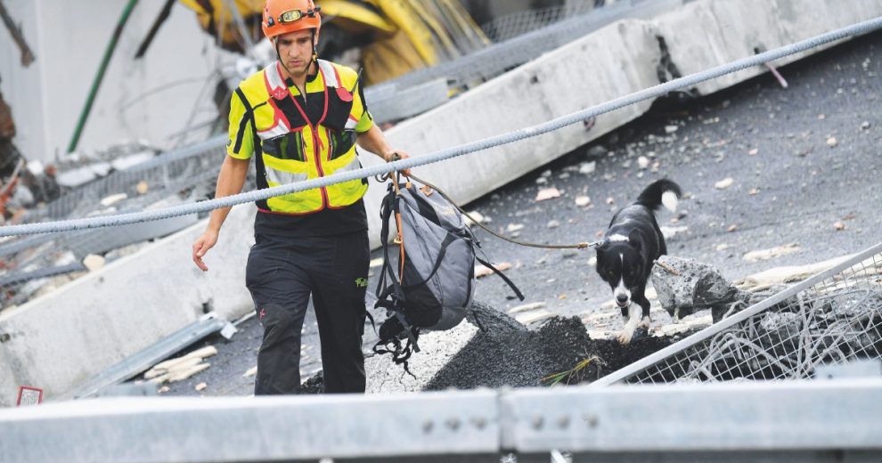 Morandi, i cani-soccorso stanno morendo. L’Usb: “Esposti all’amianto”. Indagano i pm Morandi, i cani-soccorso stanno morendo. L’Usb: “Esposti all’amianto”. Indagano i pm